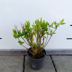 Hortenzia metlinatá (Hydrangea paniculata) ´LIVING RED VELVET®´ by LIVING CREATIONS® - výška 20-30 cm, kont. C1,5L